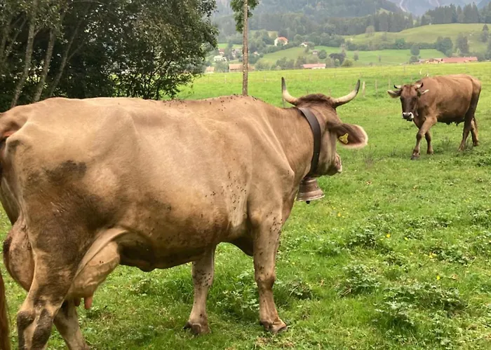 Eistänzer Nest Apartment